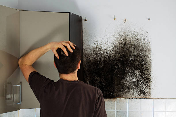 Best Mold Prevention Services  in Maili, HI